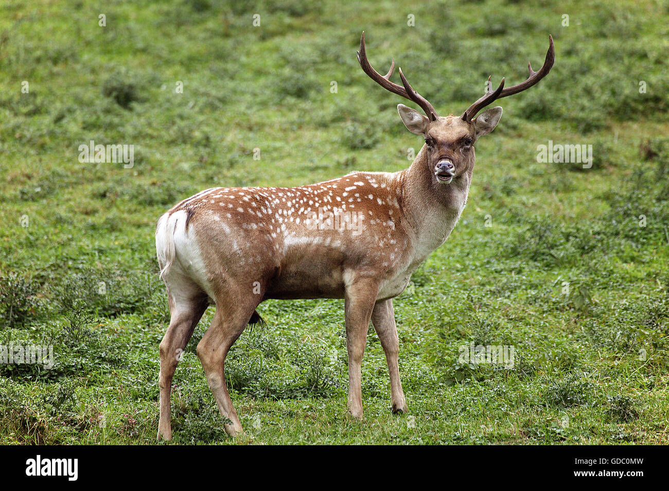 Persian Fallow Deer, dama mesopotamica, Male on Grass Stock Photo