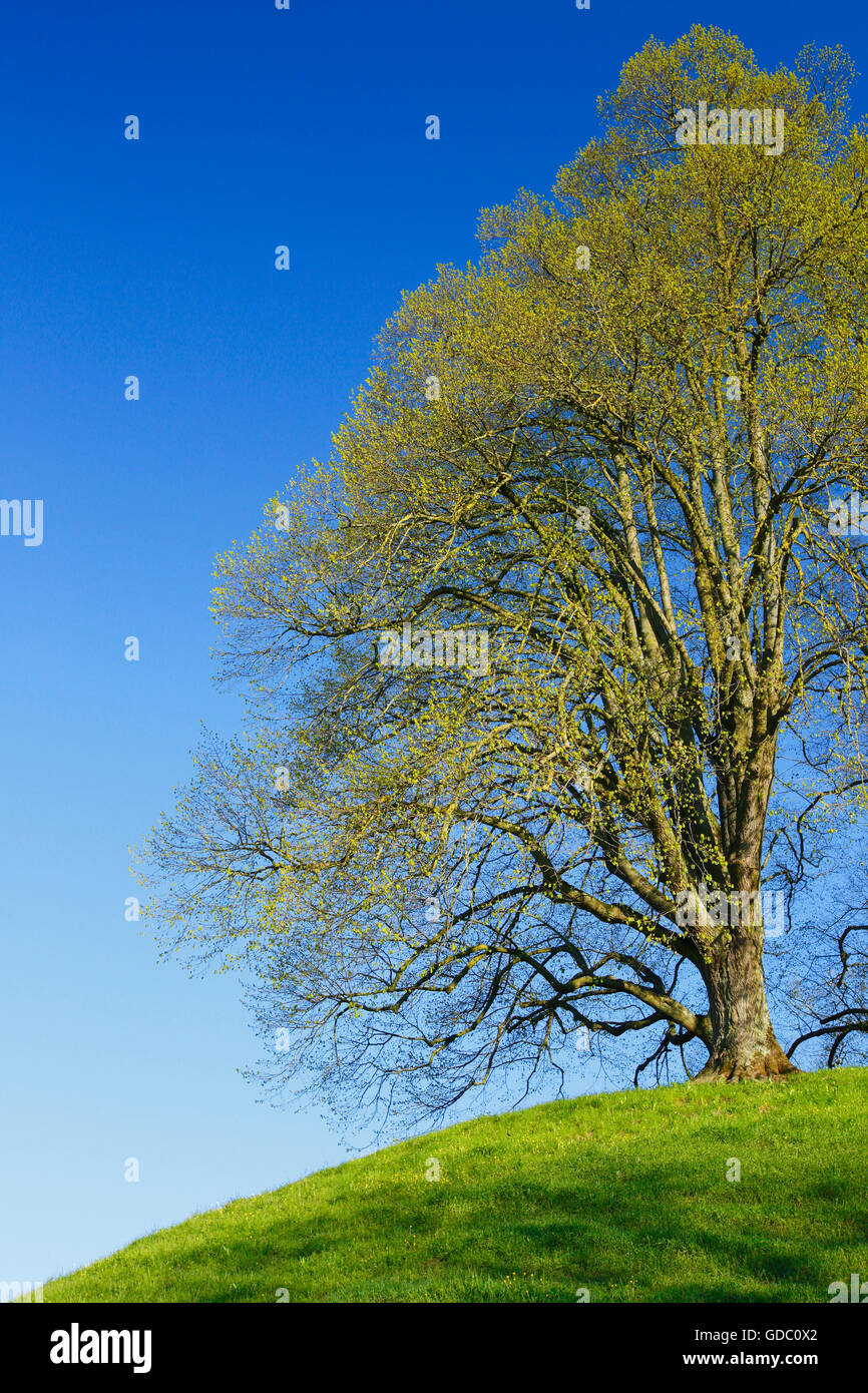 Tree on a hill hi-res stock photography and images - Alamy