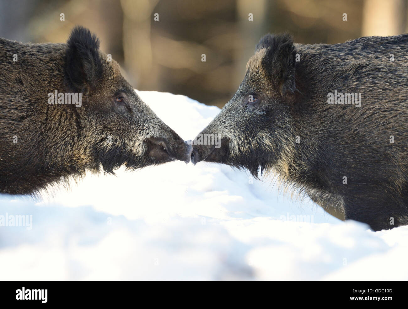 Wild boar, Stock Photo