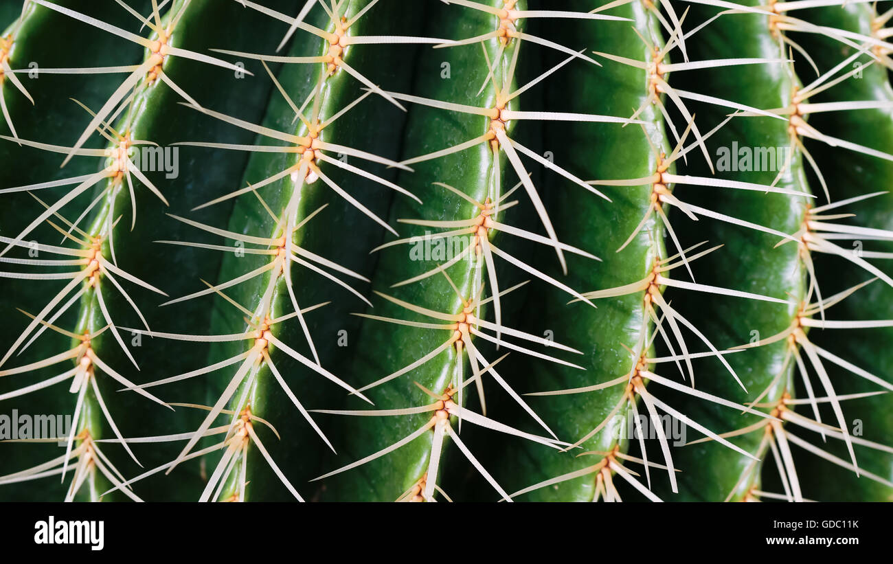 golden barrel cactus Stock Photo