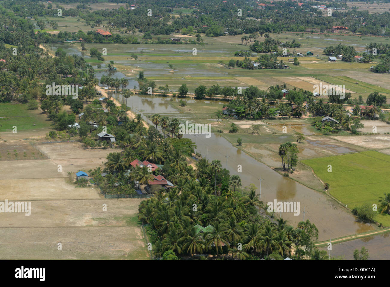 The Landscape with a ricefield near the City of Siem Riep in the west of Cambodia. Stock Photo