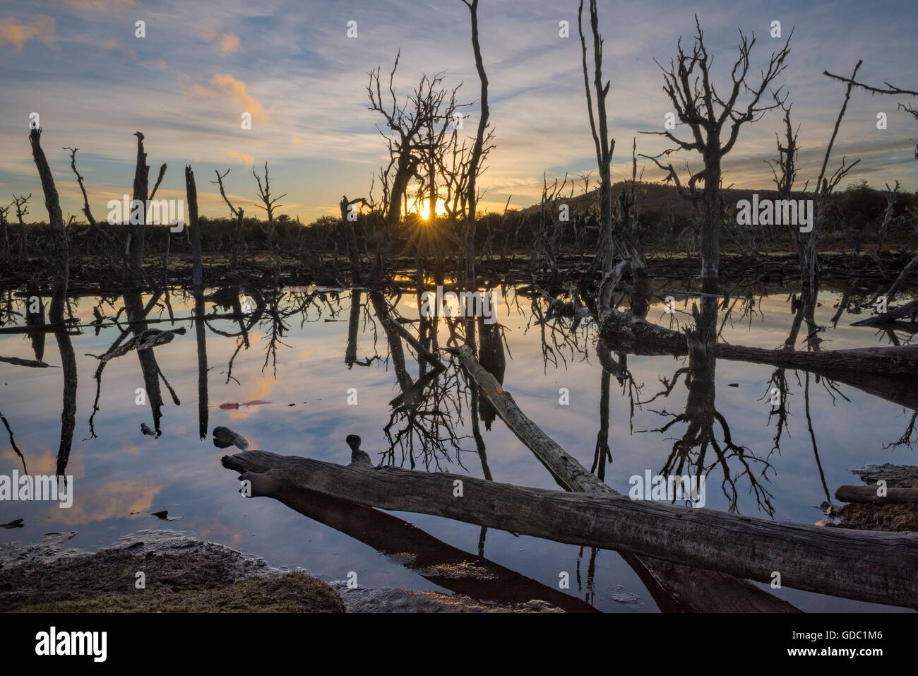 South America,Patagonia,Chile,Magallanes y la Antarctica,Tierra del Fuego,Lago Blanca,lake,beaver in pond at sunset,(m) Stock Photo