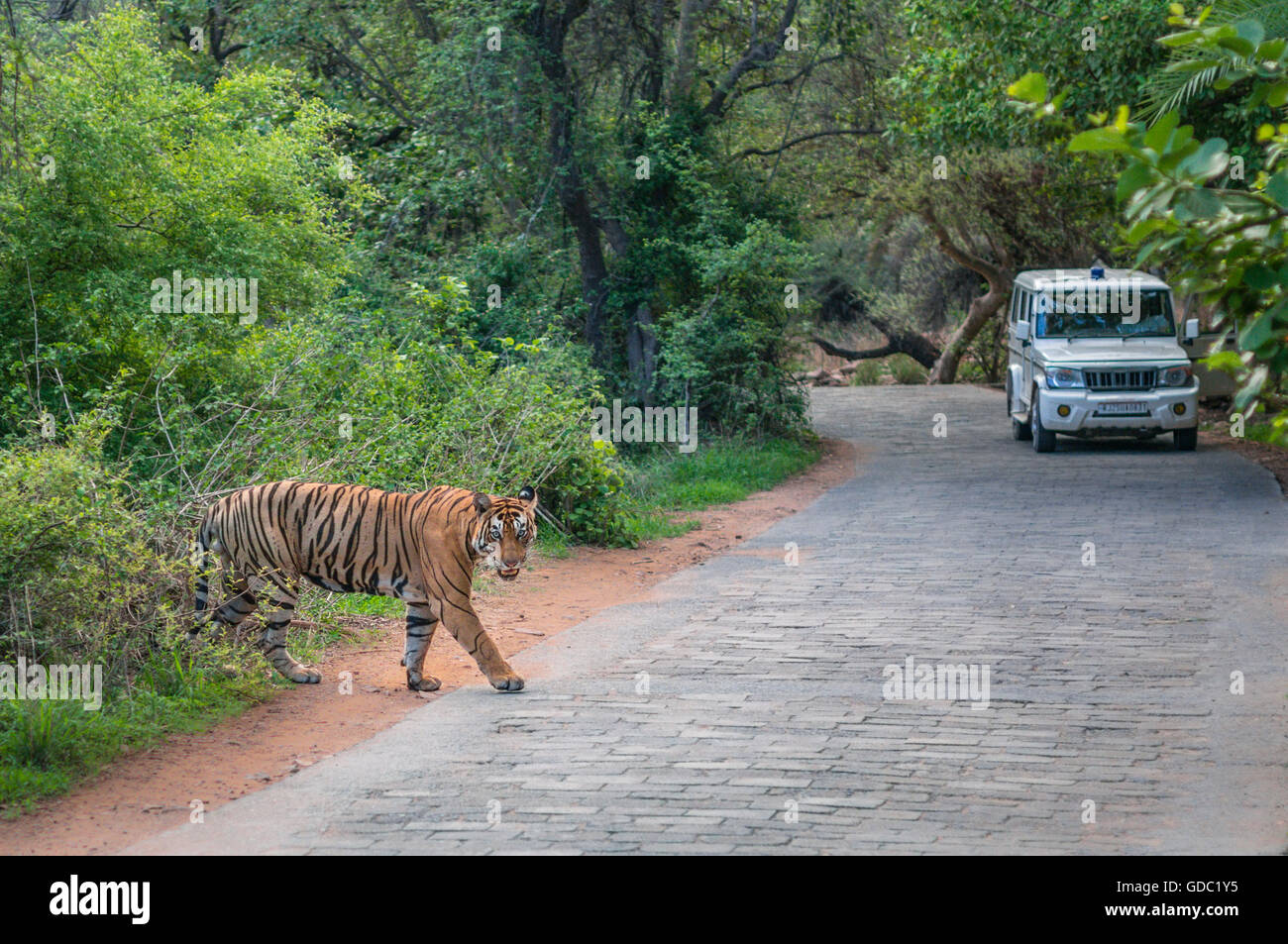 Wild Bengal Tiger in the monsoon crossing and the forest department vehicle in background while exiting the Ranthambhore forest. Stock Photo