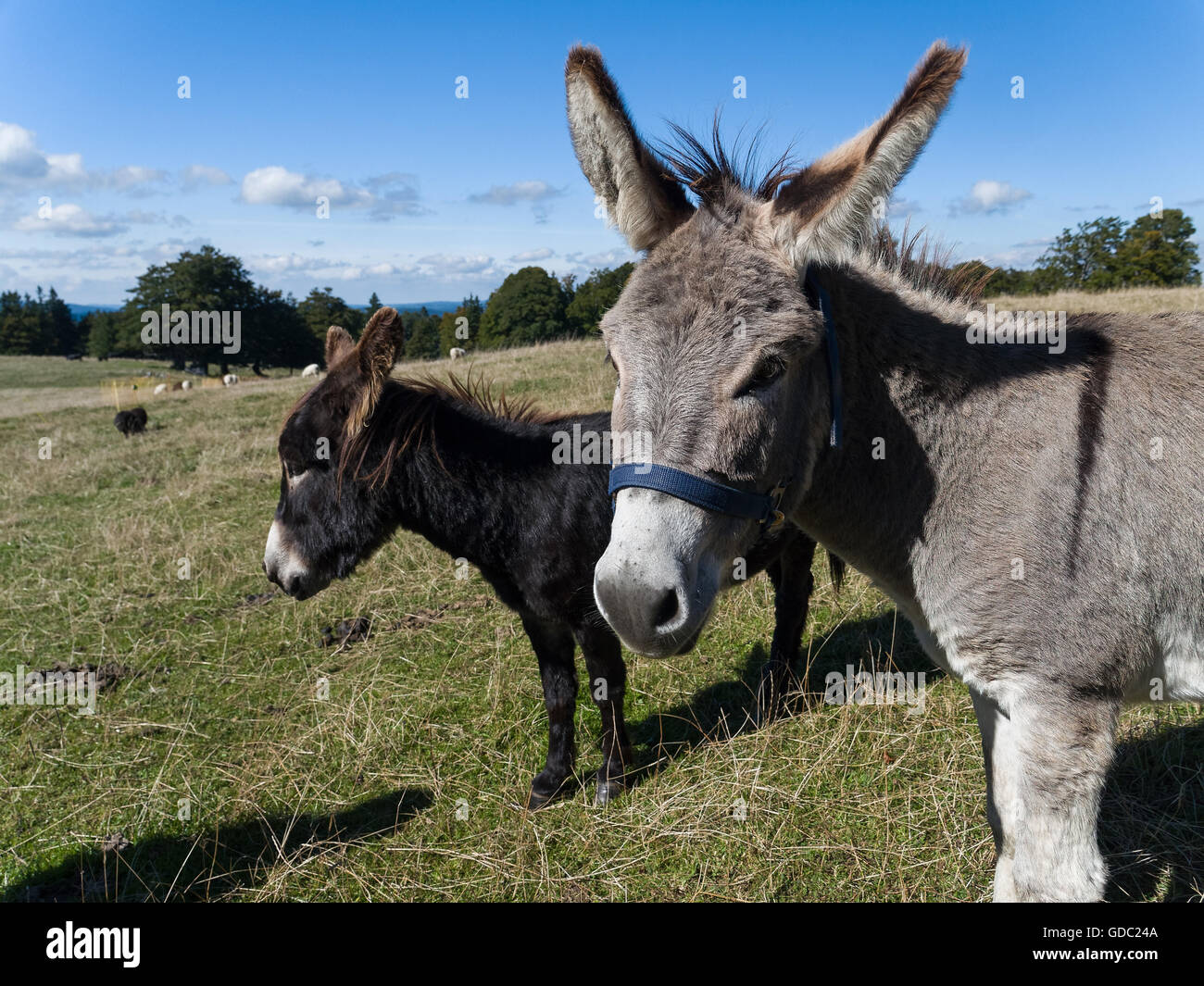 On a donkey pasture Stock Photo