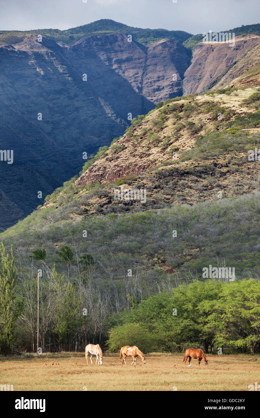 USA,Hawaii,Molokai,horses on pasture Stock Photo