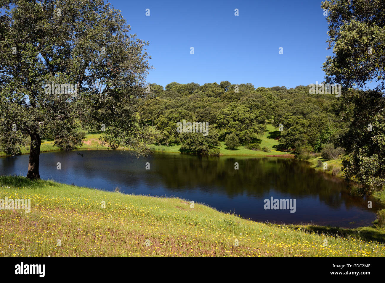 Pond,flower meadow,Holm Oaks,Quercus ilex, Stock Photo