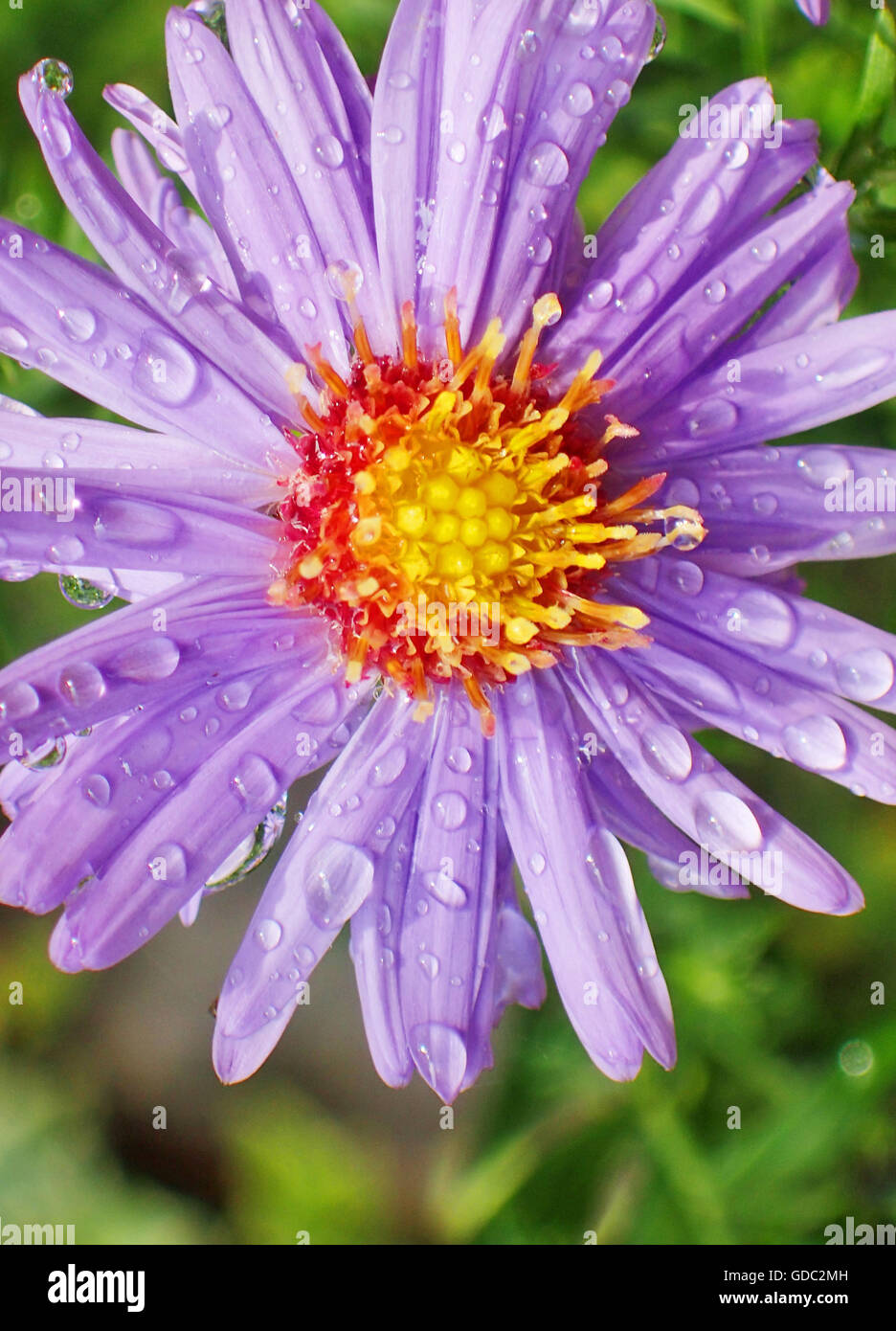 Flower,chrysanthemum,stamp,raindrop, Stock Photo