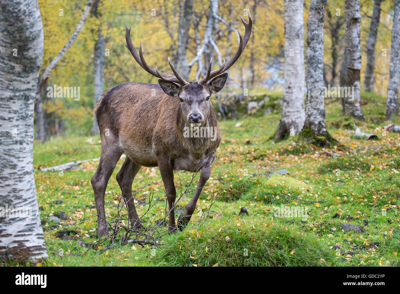 Norway red deer hi-res stock photography and images - Alamy