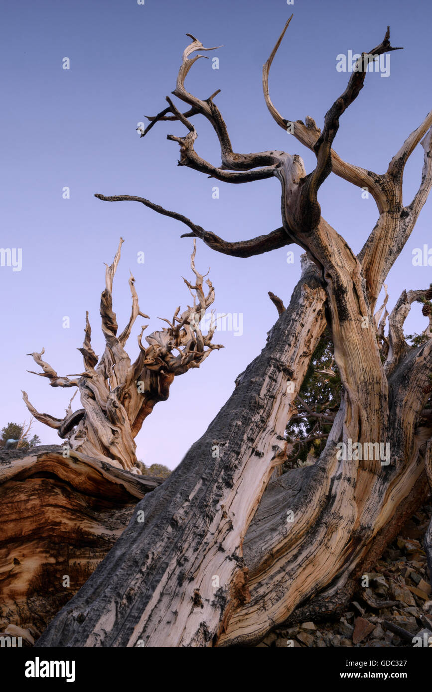 USA,Inyo County,Eastern Sierra,California,The Ancient Bristlecone Pine Forest is a protected area high in the White Mountain Stock Photo