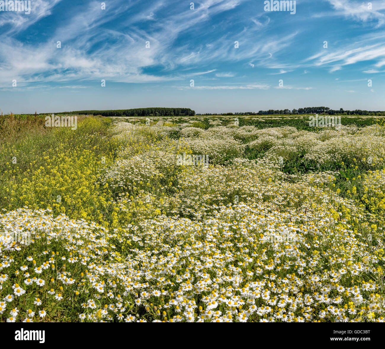 Halsteren,Noord-Brabant,Field full of camomile Stock Photo
