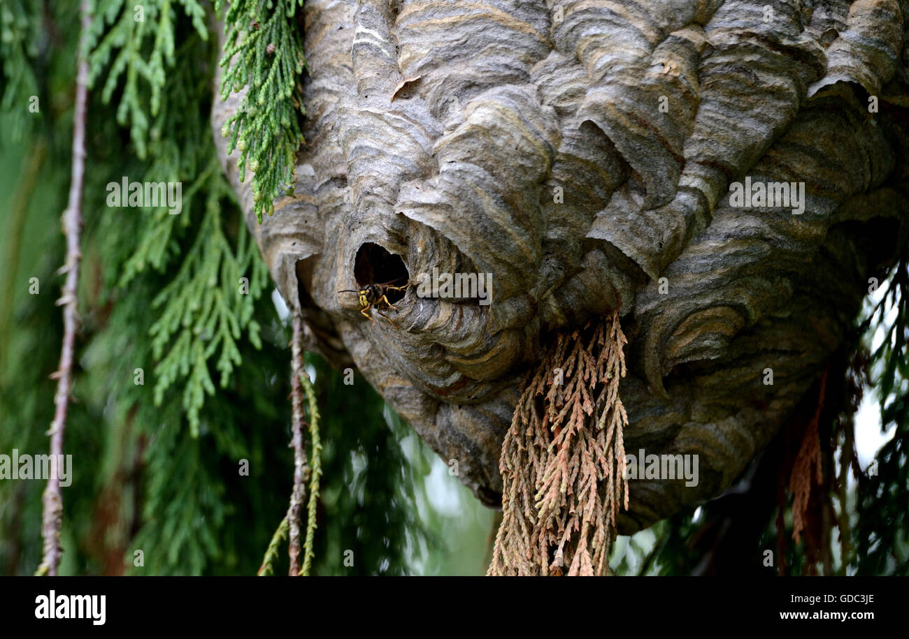 Hornets,hornet's nest Stock Photo
