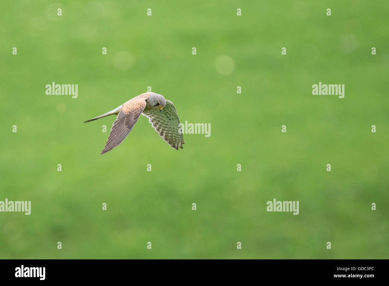 Falco tinnunculus,falcon Stock Photo