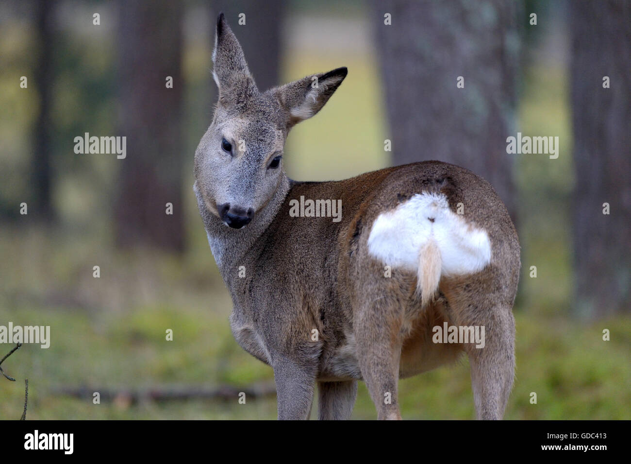 Roe deer,Capreolus capreolus, Stock Photo