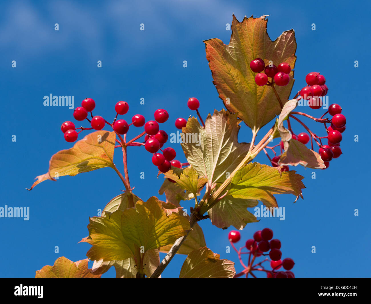 European cranberrybush Stock Photo