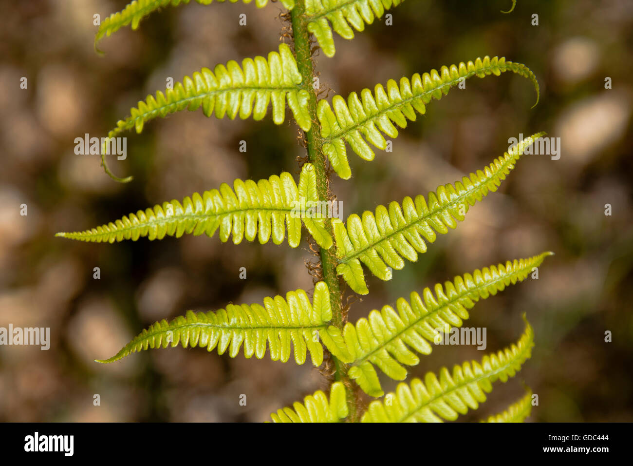 Scotland,Great Britain,fern,bracken,Pteridium aquilinum,spring Stock Photo