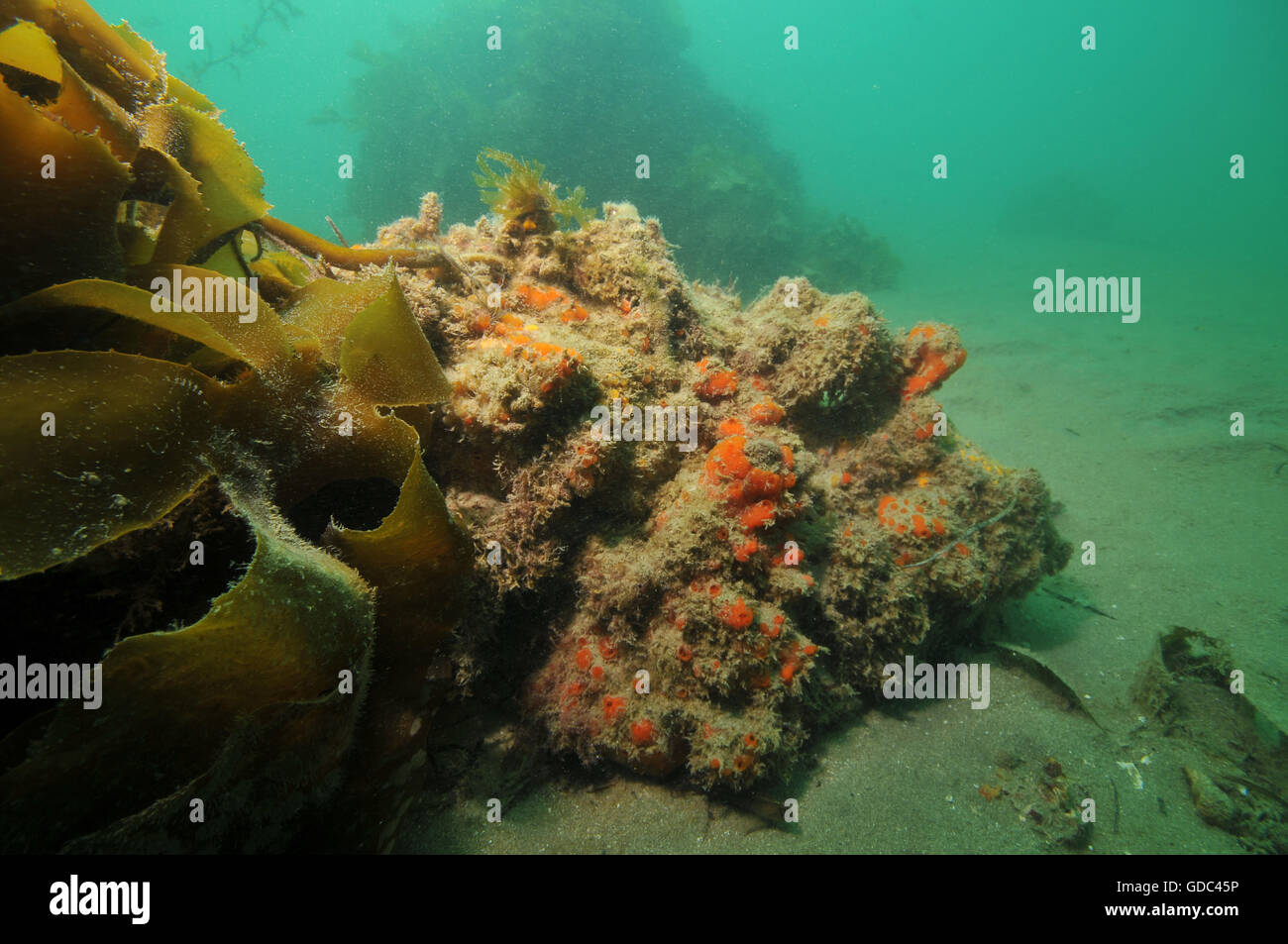 Red sponges struggling with sediment Stock Photo