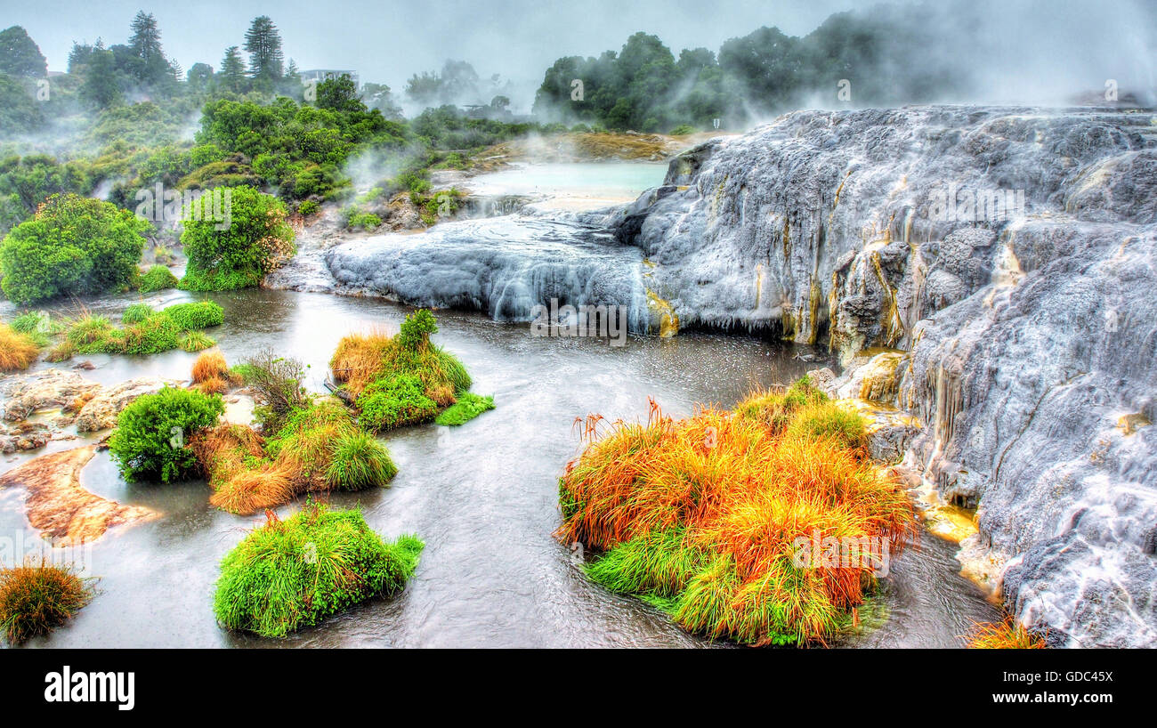 Rotorua,New Zealand,north island,sulphur,sulfur,sinter terraces,geysers,Hot spot,hot,water springs,puddles,plants,wa Stock Photo