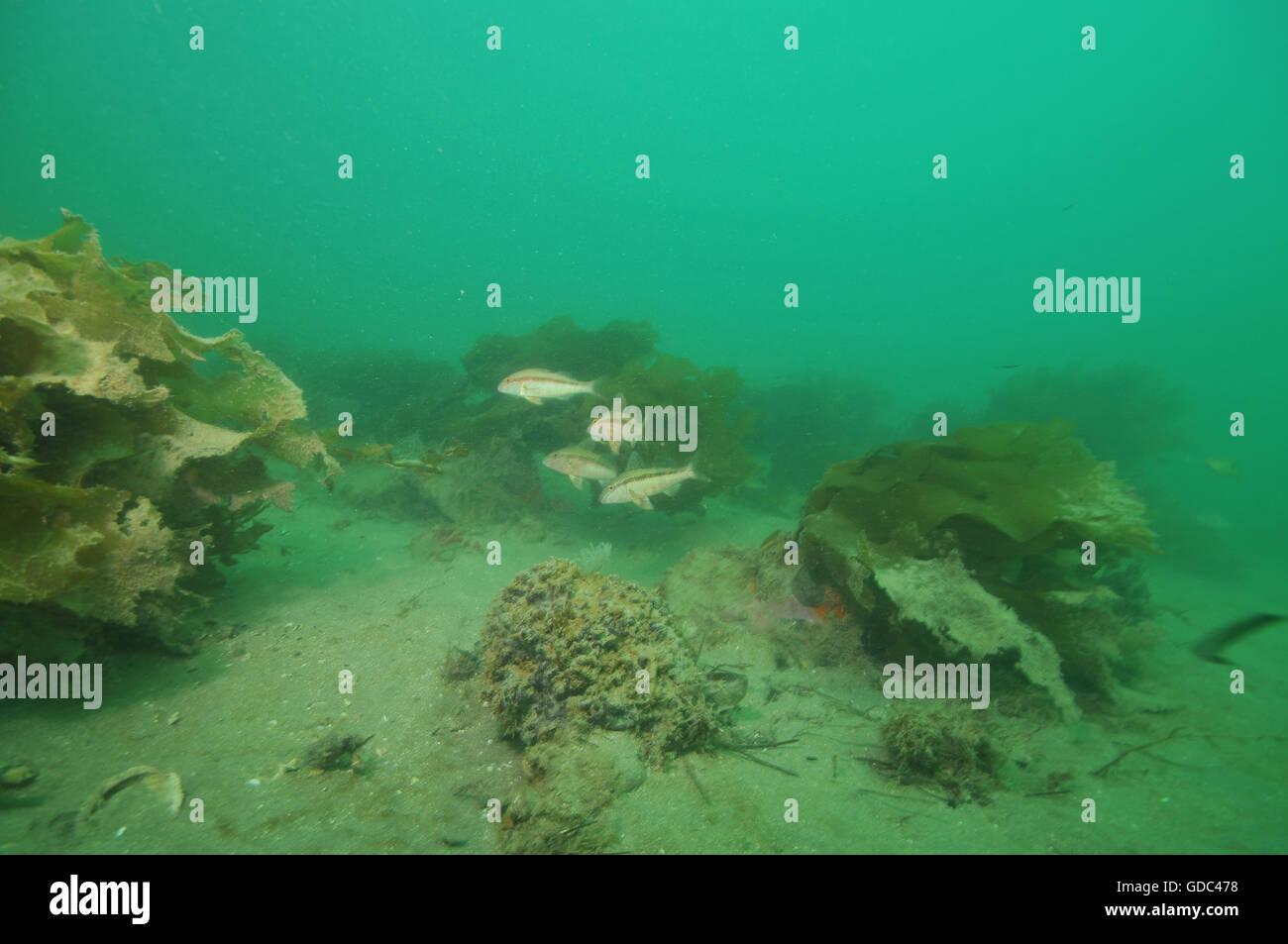 Goatfish among kelp above flat bottom Stock Photo