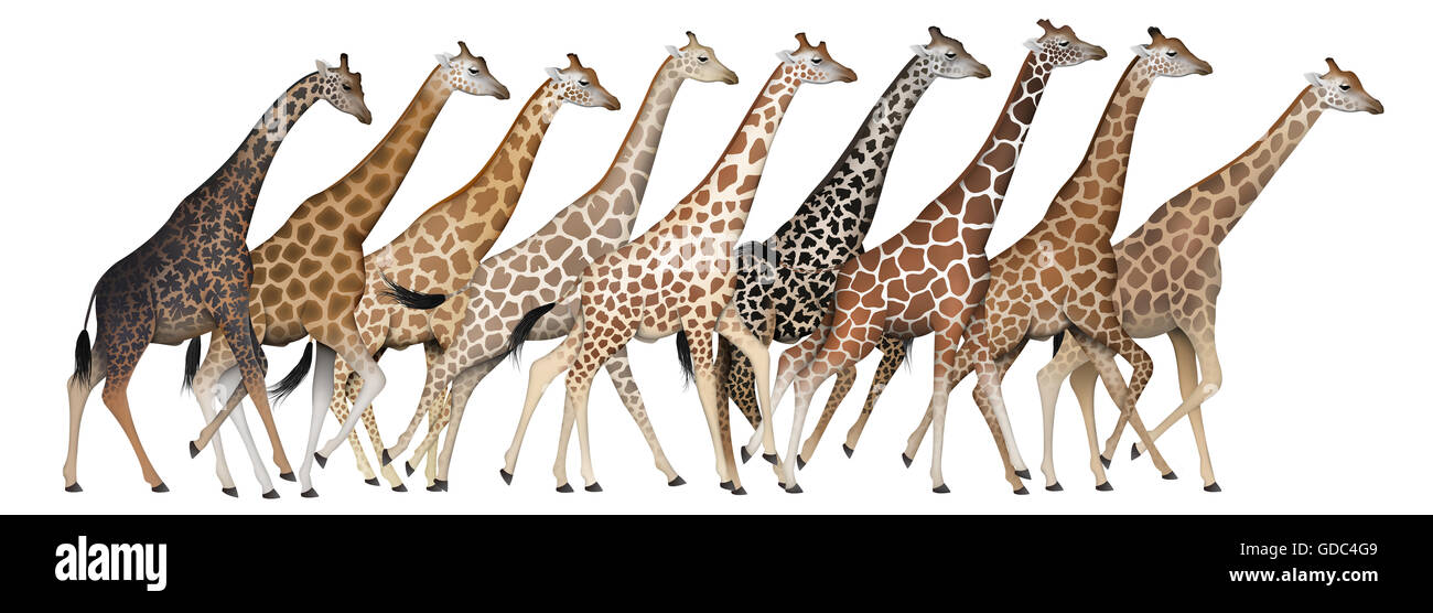 Giraffe Subspecies Stock Photo