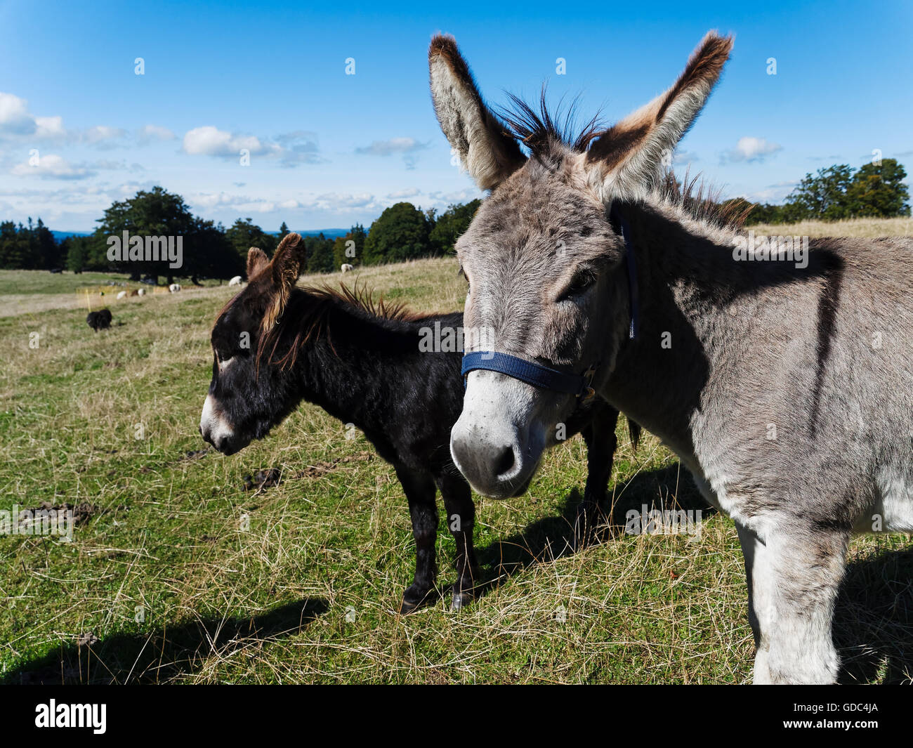 Donkey pasture Stock Photo