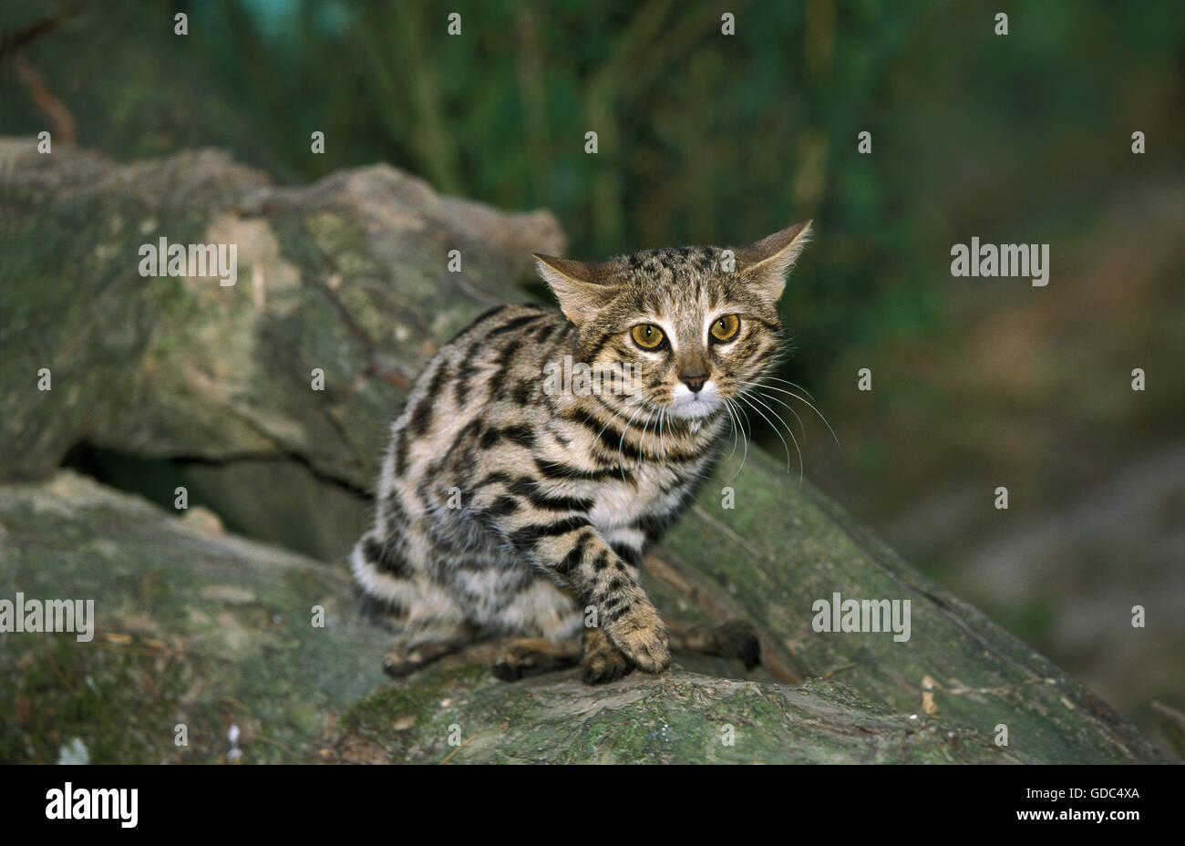 Black-footed Cat, felis nigripes Stock Photo
