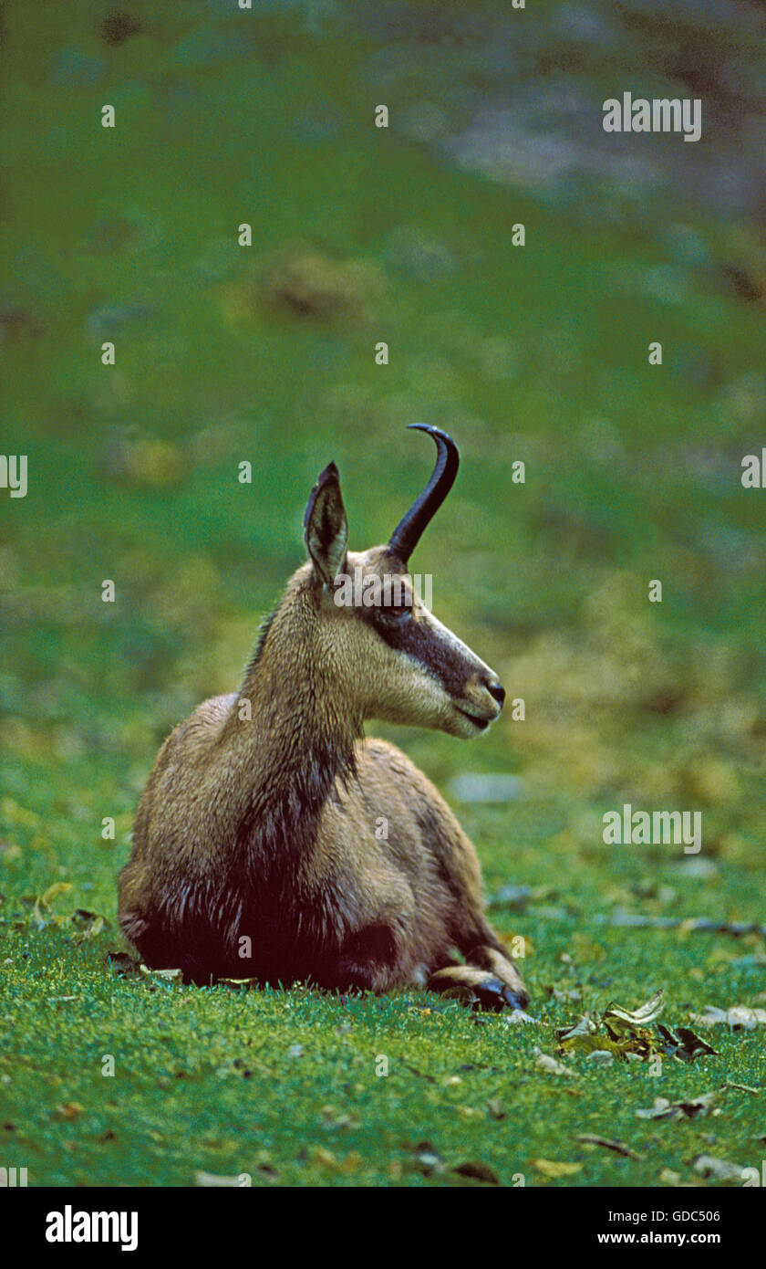 Chamois, rupicapra rupicapra, Adult laying on Grass Stock Photo