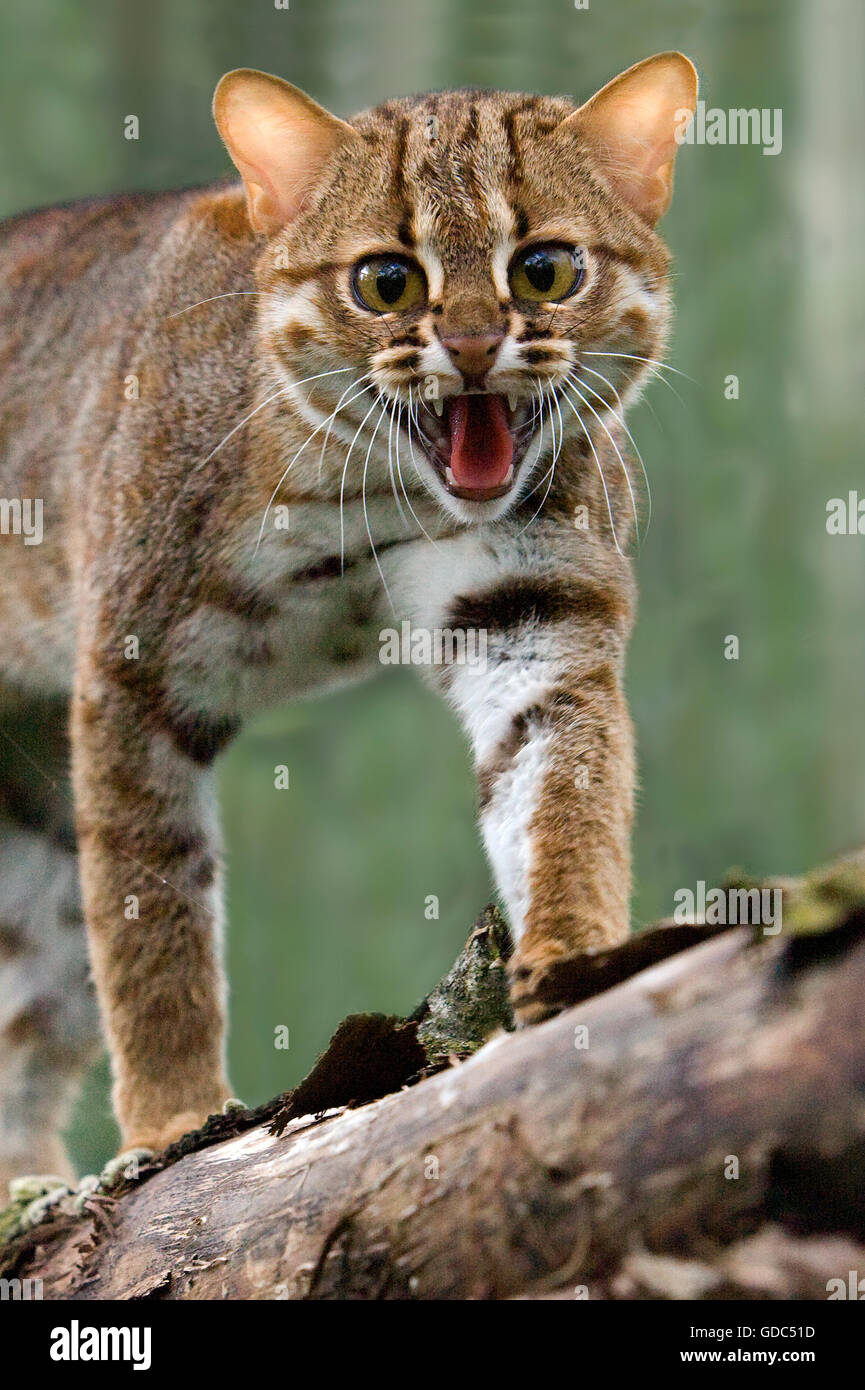 rusty spotted cat full grown