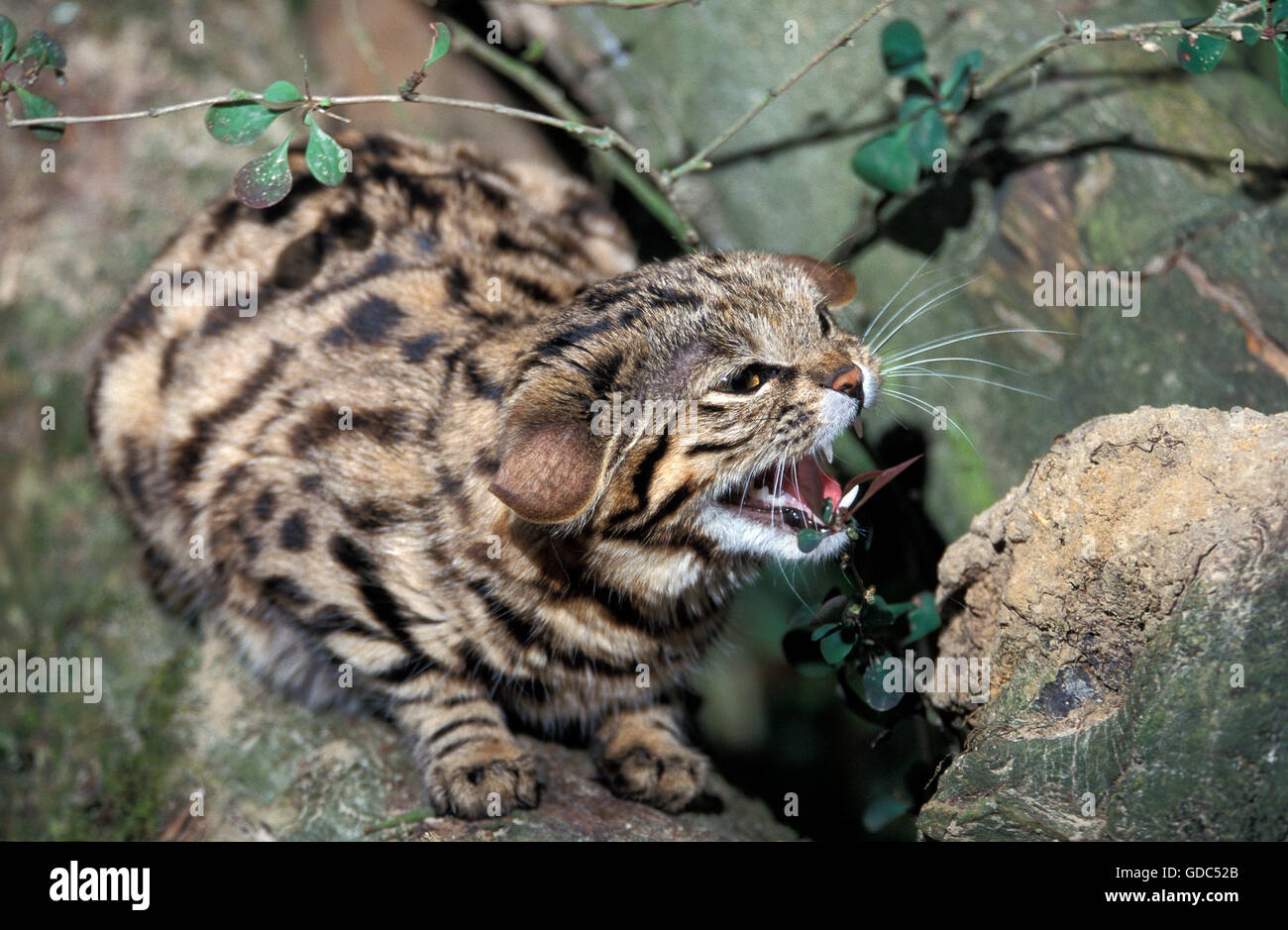Black-Footed Cat, felis nigripes, Adult Snarling, in Defensive Posture Stock Photo