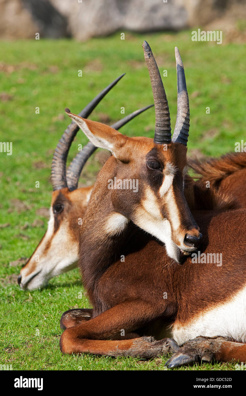 Sable Antelope, hippotragus niger,  Adults laying on Grass Stock Photo