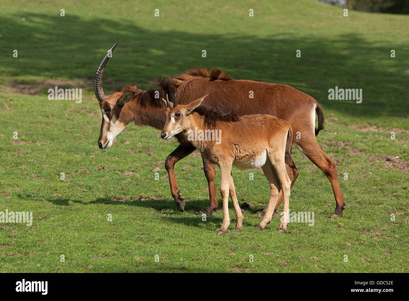 Sable Antelope, hippotragus niger, Mother with Calf Stock Photo