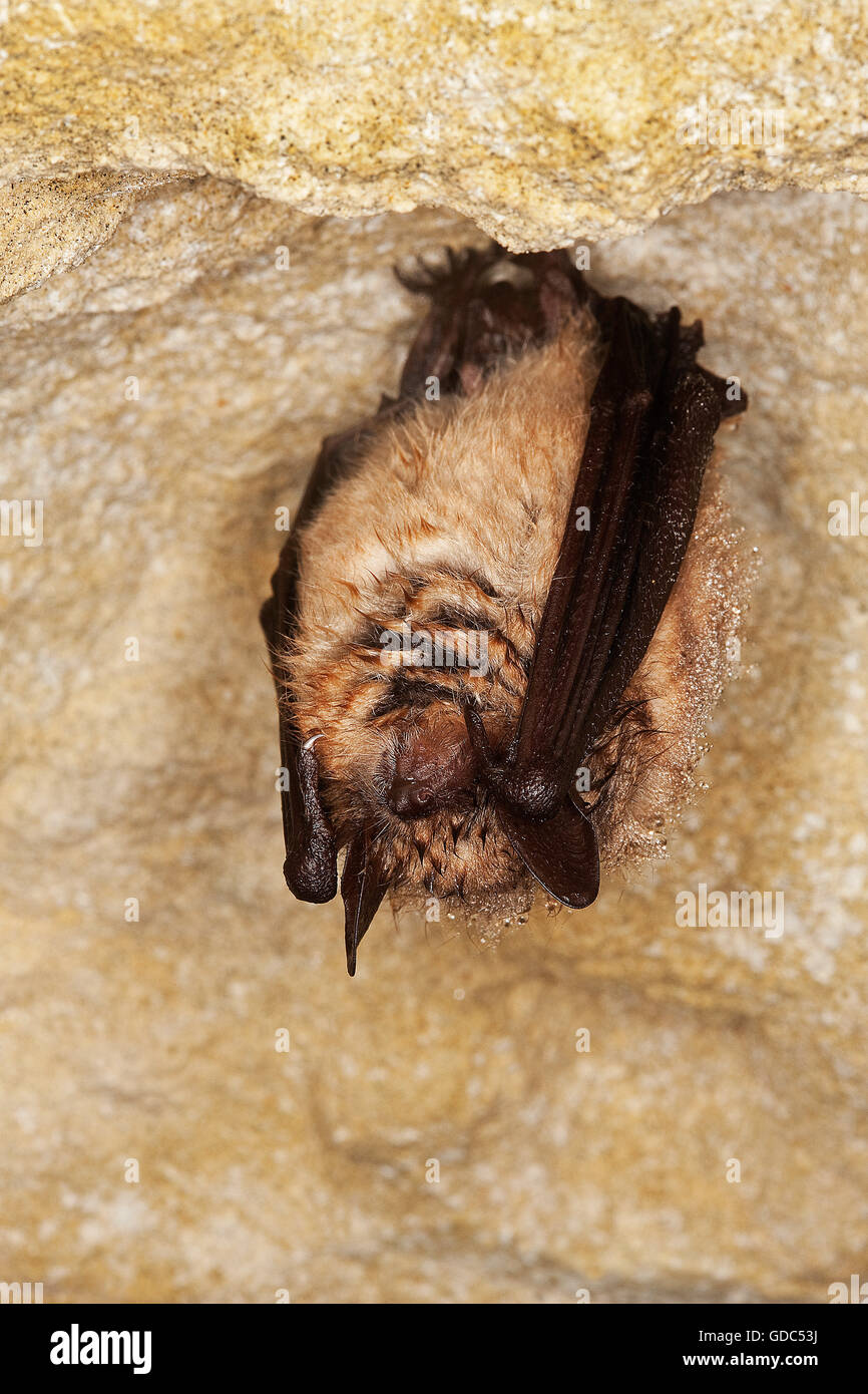 Greater horseshoe bat rhinolophus ferrum equinum hires stock