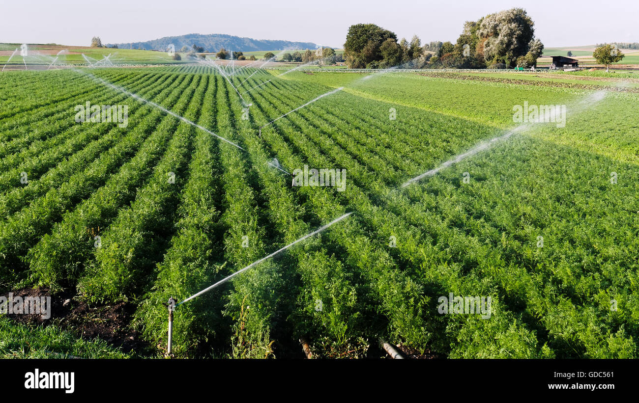 Irrigation vegetables field Stock Photo