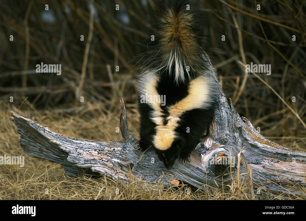 Striped Skunk, mephitis mephitis, Adult Stock Photo