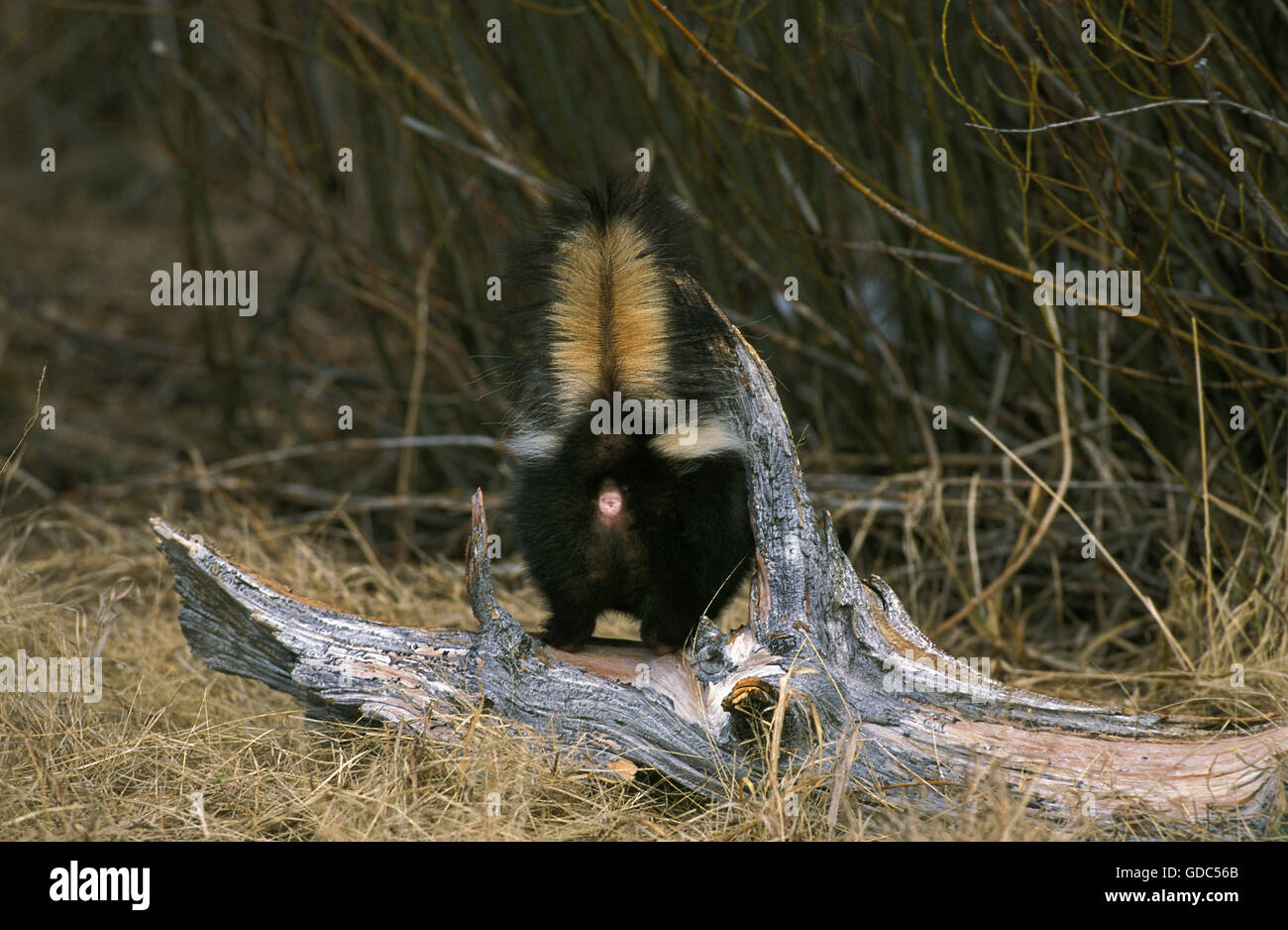 Striped Skunk, mephitis mephitis, Backview of Adult Stock Photo