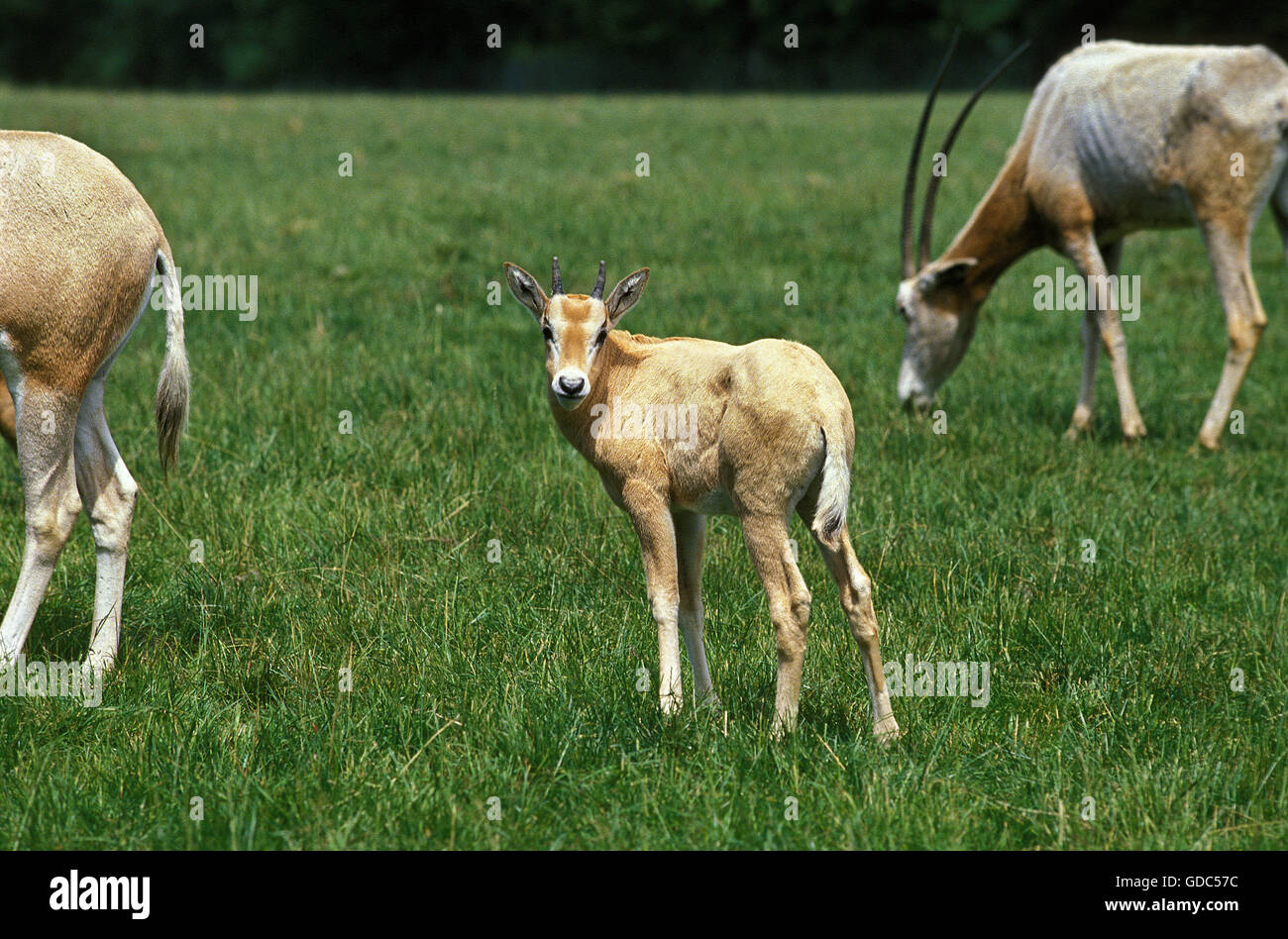 Scimitar Horned Oryx, oryx dammah, Herd, This Specy is now Extinct in the Wild Stock Photo
