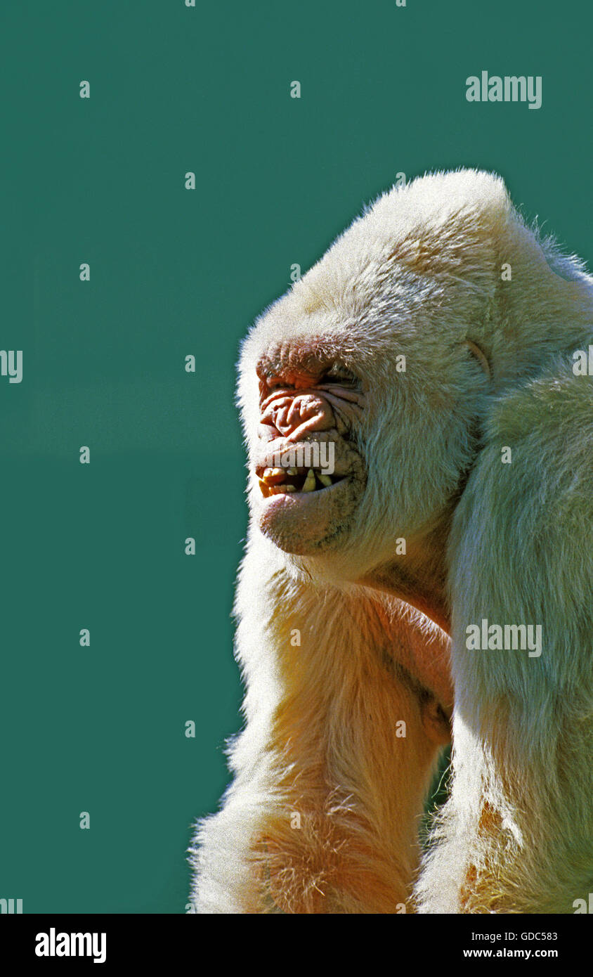 Barcelona zoo gorilla hi-res stock photography and images
