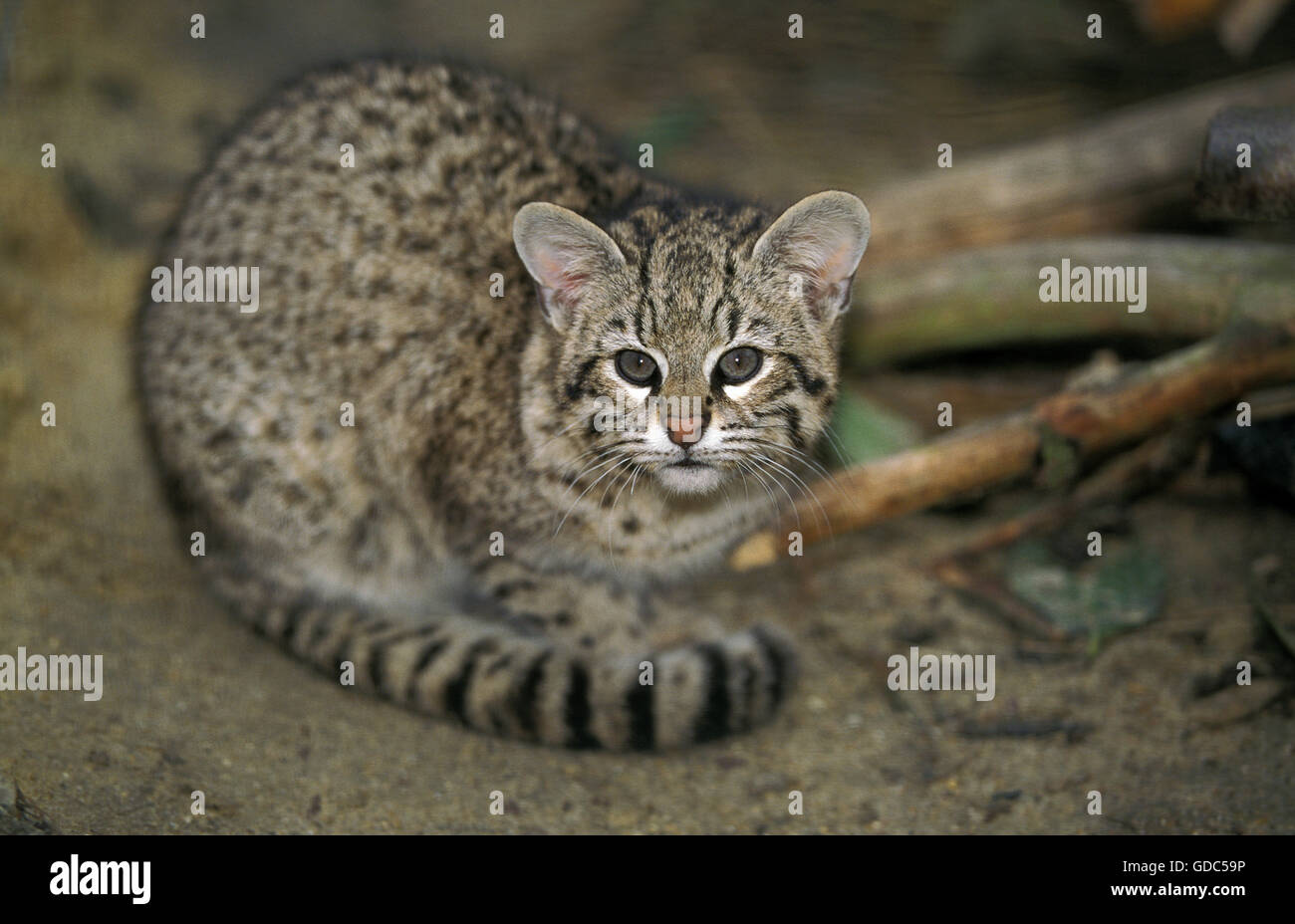 Geoffroy's Cat, oncifelis geoffroyi, Adult Stock Photo