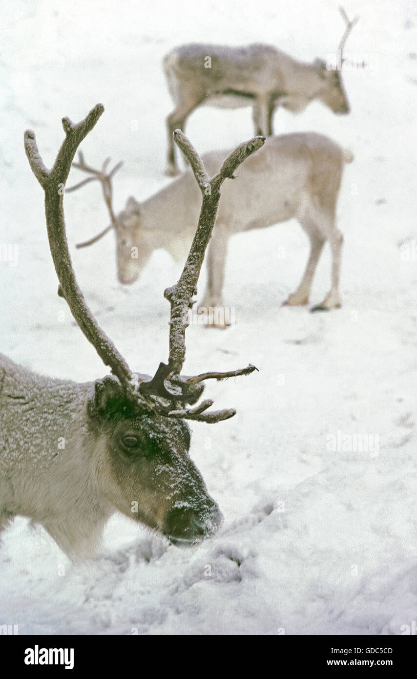 Reindeer, rangifer tarandus, Adult looking for Food in Snow Stock Photo