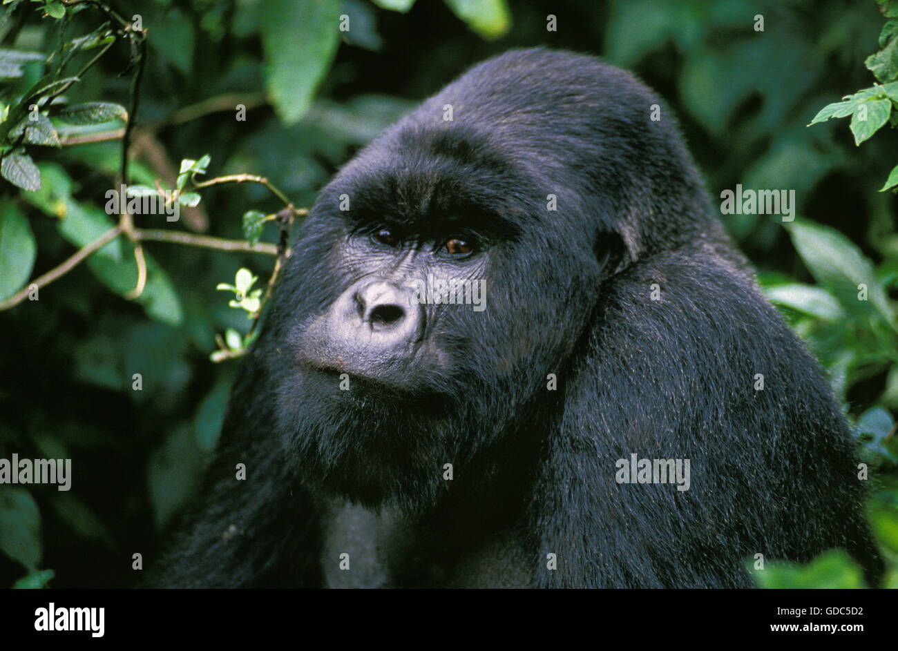 Mountain Gorilla, gorilla gorilla beringei, Portrait of Male, Virunga Park in Rwanda Stock Photo