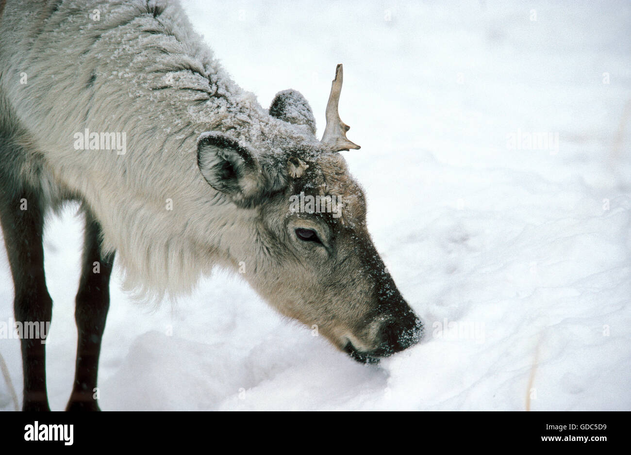 Reindeer, rangifer tarandus, Adult looking for Food in Snow Stock Photo