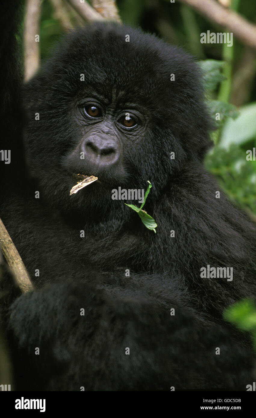 Mountain Gorilla, gorilla gorilla beringei, Portrait of Young, Virunga Park in Rwanda Stock Photo