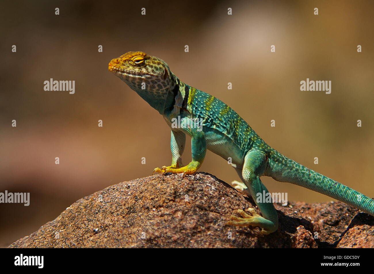 Eastern Collared lizard Stock Photo - Alamy
