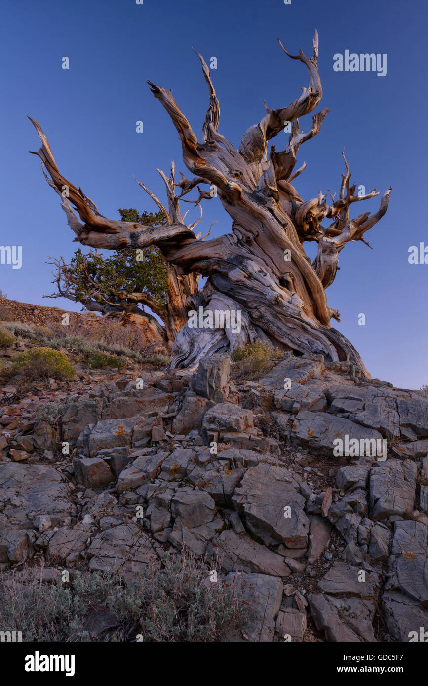 USA,Inyo County,Eastern Sierra,California,The Ancient Bristlecone Pine Forest is a protected area high in the White Mountain Stock Photo