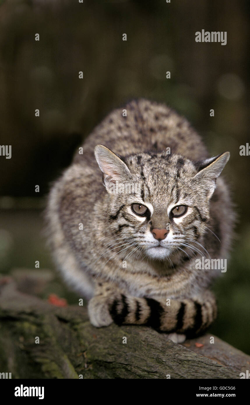 Geoffroy's Cat, oncifelis geoffroyi, Adult Stock Photo