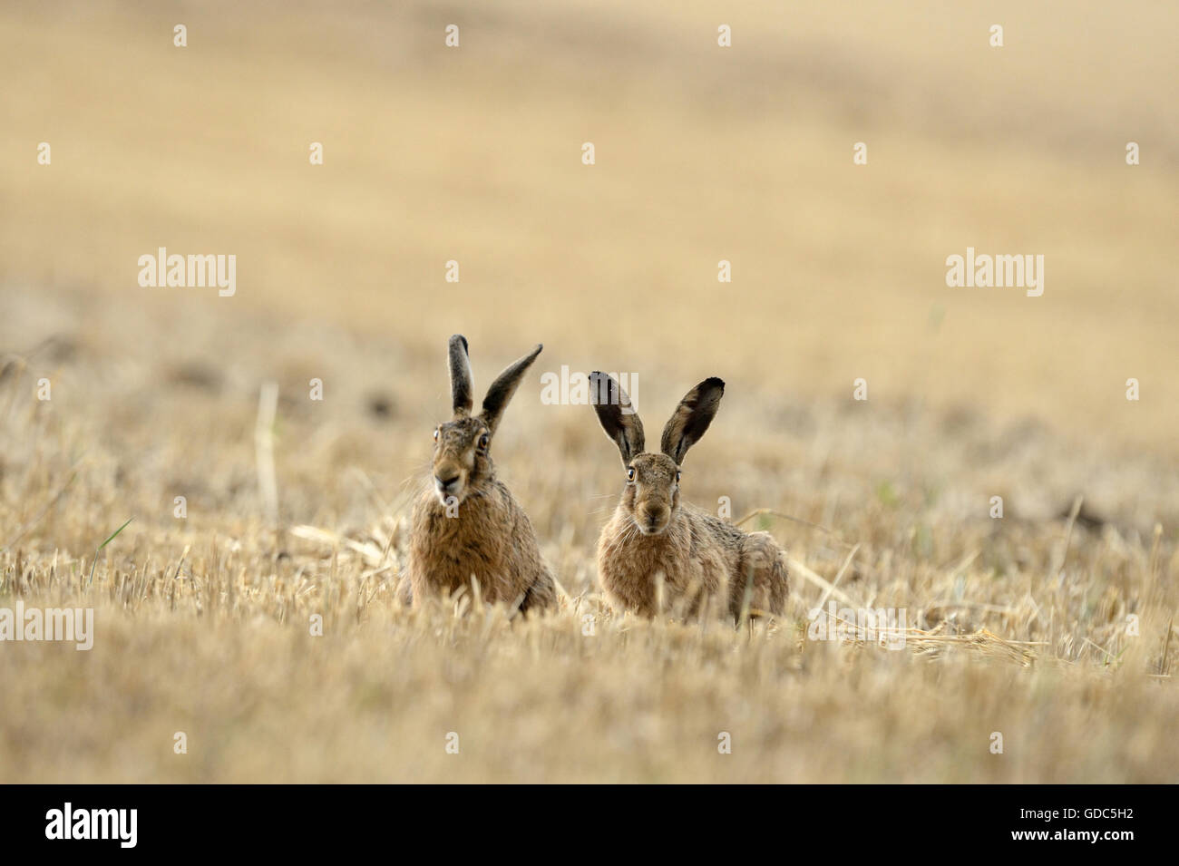 Field F Rabbits Rabbit field hi-res stock photography and images - Alamy