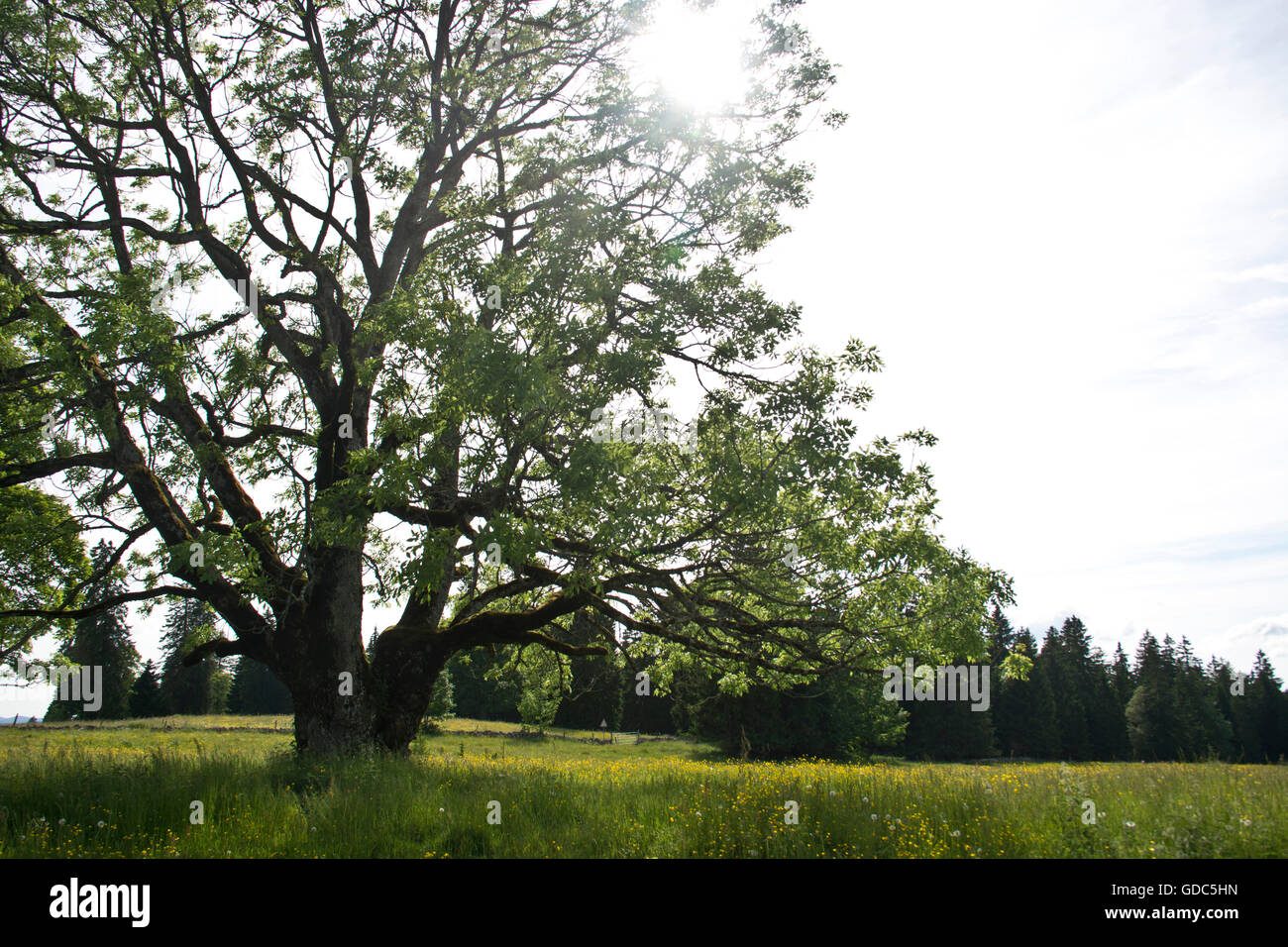 Switzerland,Europe,Jura,Mont-Soleil,Saint Imier,canton Bern,meadow,pasture,willow,field tree,tree,ash,Fraxinus excel Stock Photo