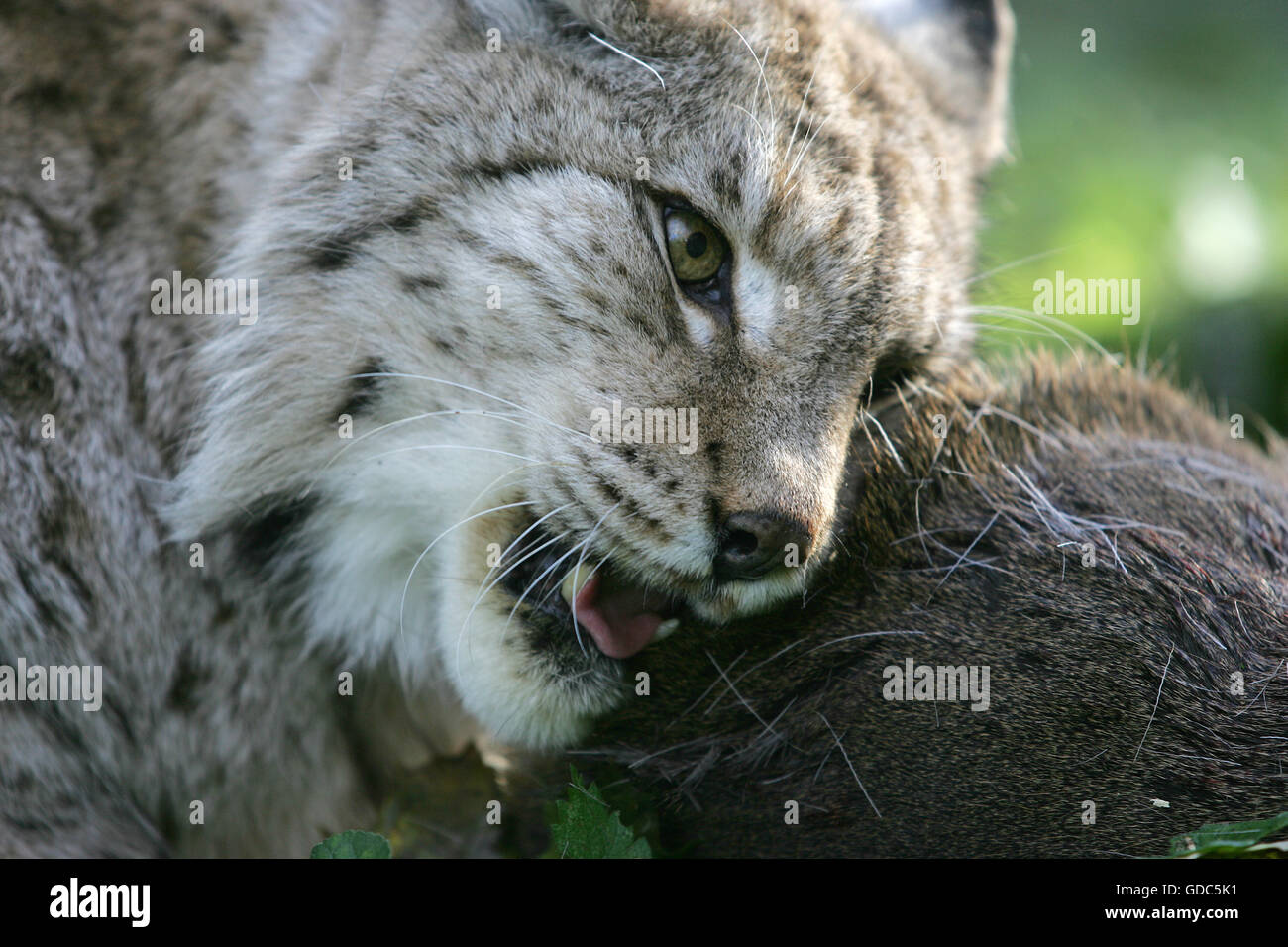 EUROPEAN LYNX felis lynx, ADULTE WITH A ROE DEER KILL Stock Photo