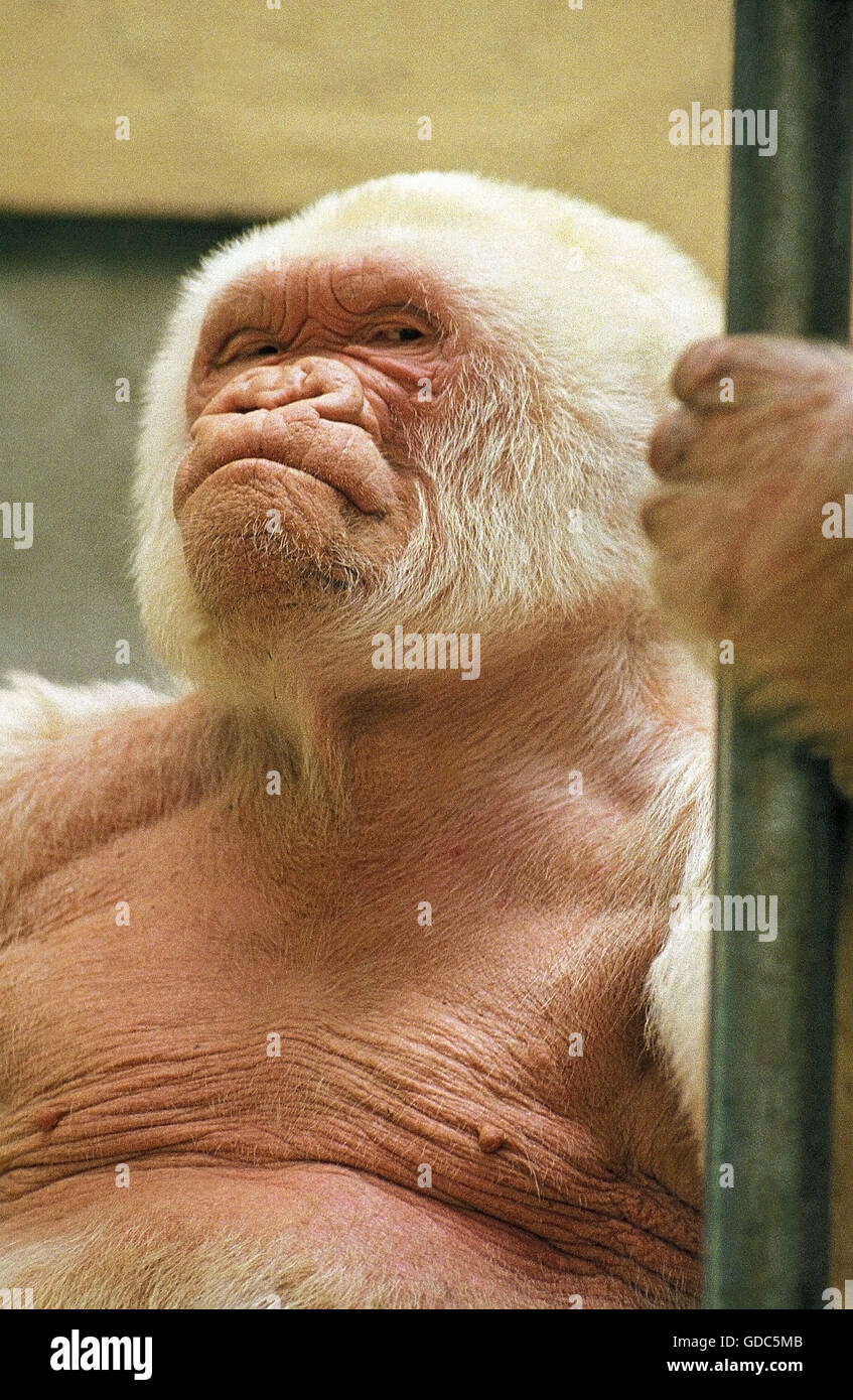 White Gorilla Gorilla Gorilla Male At Barcelona Zoo Called Stock Photo Alamy