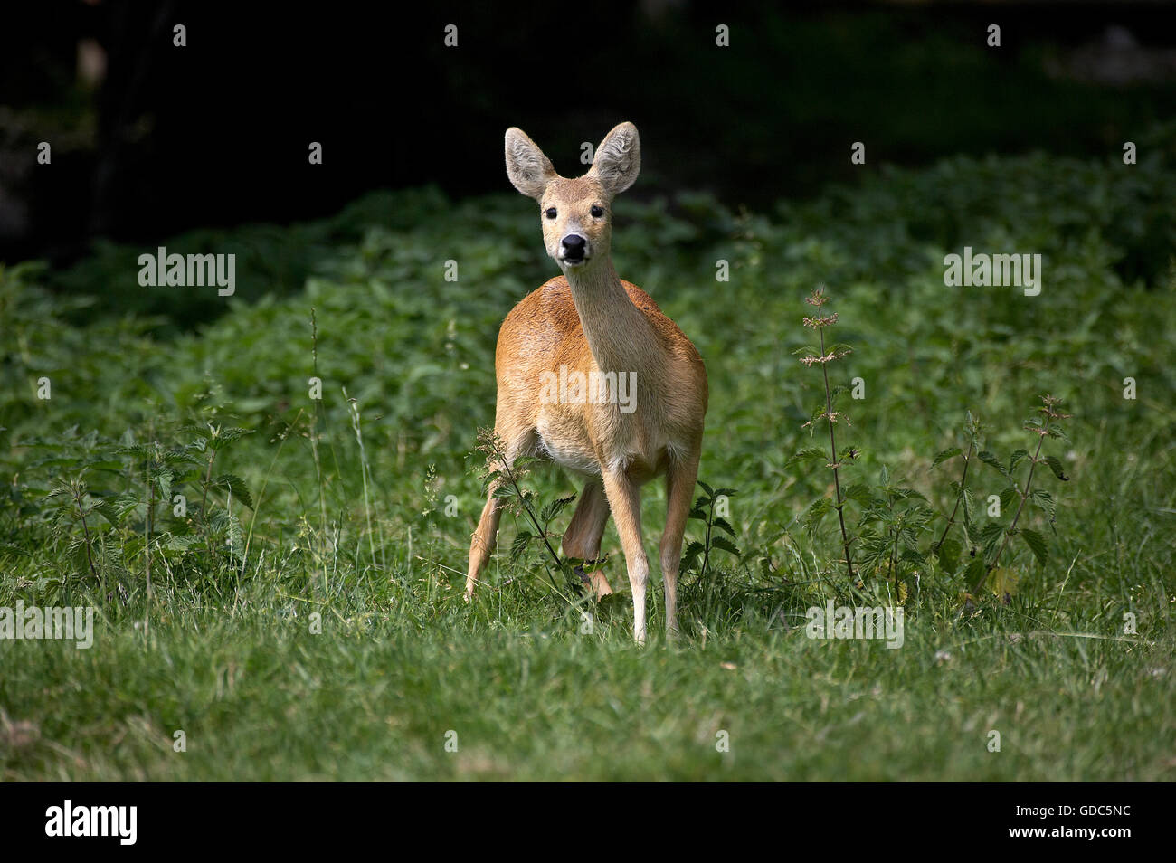 Chinese Water Deer, hydropotes inermis, Adult on Grass Stock Photo Alamy