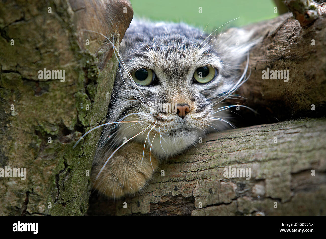 Manul or Pallas's Cat, otocolobus manul, Portrait of Adult Stock Photo